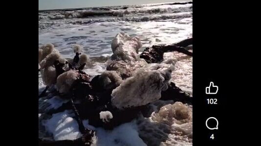 Екологічна катастрофа в Одеській затоці: загинули тисячі птахів