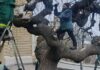 В Одесі розпочали омолоджувальне обрізування історичних софор
