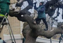 В Одесі розпочали омолоджувальне обрізування історичних софор