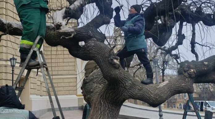 В Одесі розпочали омолоджувальне обрізування історичних софор
