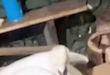 На Одещині прикордонники врятували лебедя, який примерз до криги