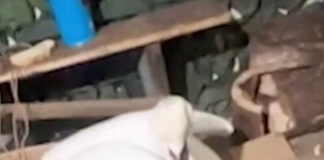 На Одещині прикордонники врятували лебедя, який примерз до криги