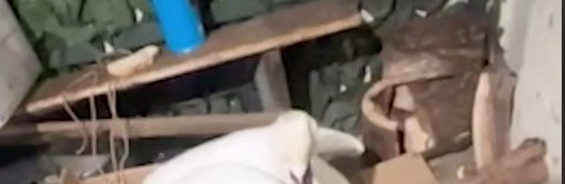 На Одещині прикордонники врятували лебедя, який примерз до криги