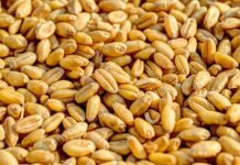 Евроинтеграция агросектора Украины требует четких экономических расчетов и модели поддержки — ВАС