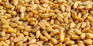 Экспорт агропродукции из Украины в январе 2026 г. сократился на 0,8% на фоне падения отгрузок масличных – УКАБ