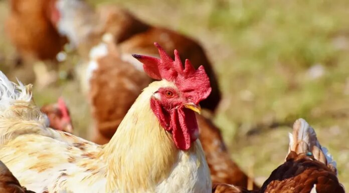 Украина введет лицензирование импорта из Молдовы в ответ на ограничение экспорта мяса птицы