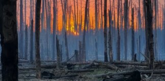 Окружающая среда и война: что происходит с украинскими лесами, степями и заповедниками