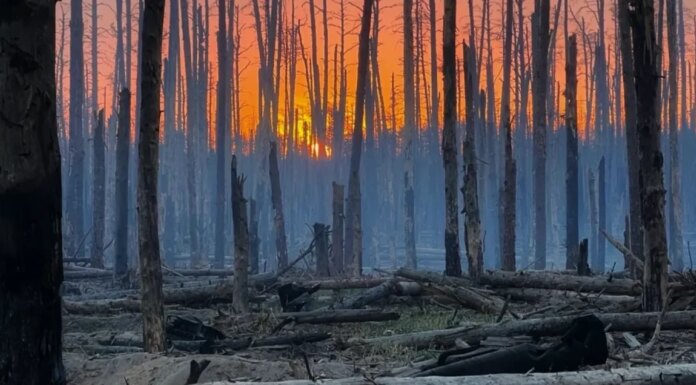 Окружающая среда и война: что происходит с украинскими лесами, степями и заповедниками