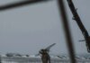 Генштаб о ситуации на фронте: произошло 117 боевых столкновений, враг запустил более 4,6 тыс. дронов-камикадзе