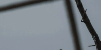 Генштаб о ситуации на фронте: произошло 117 боевых столкновений, враг запустил более 4,6 тыс. дронов-камикадзе