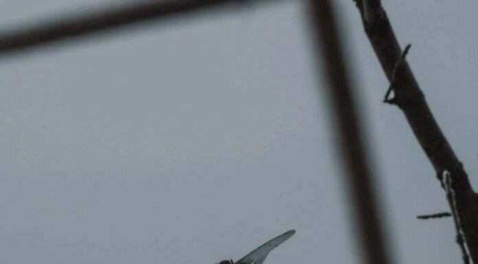 Генштаб о ситуации на фронте: произошло 117 боевых столкновений, враг запустил более 4,6 тыс. дронов-камикадзе