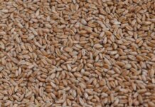 рф похитила 2 млн тонн украинского зерна в прошлом году и продала его в Африке, Азии и Европе — Сибига