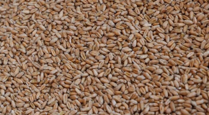рф похитила 2 млн тонн украинского зерна в прошлом году и продала его в Африке, Азии и Европе — Сибига