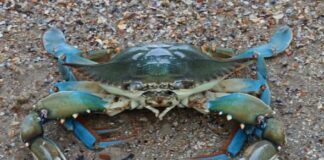 На узбережжі Одещини виявили небезпечного блакитного краба із Атлантики, — ФОТО