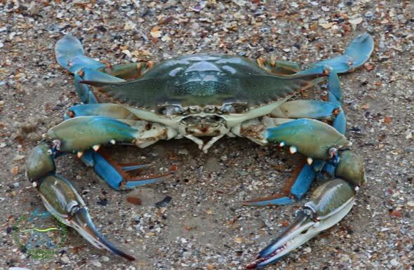 На узбережжі Одещини виявили небезпечного блакитного краба із Атлантики, — ФОТО