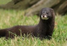 В Одеській області помітили сліди рідкісного червонокнижного хижака, — ФОТО