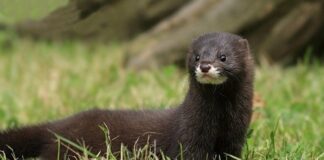 В Одеській області помітили сліди рідкісного червонокнижного хижака, — ФОТО