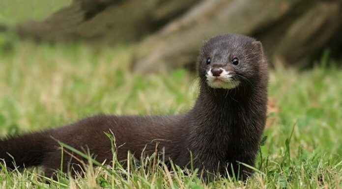 В Одеській області помітили сліди рідкісного червонокнижного хижака, — ФОТО