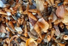 Шторм виніс на узбережжя Одещини сотні тисяч маленьких молюсків