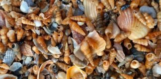 Шторм виніс на узбережжя Одещини сотні тисяч маленьких молюсків