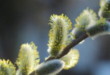 23 березня: Яке сьогодні свято, все про цей день