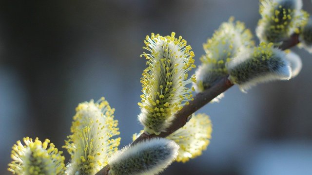 23 березня: Яке сьогодні свято, все про цей день