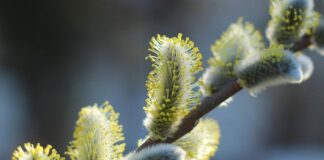 В Україні в наступні дві доби переважно без опадів, лише на півдні місцями дощ