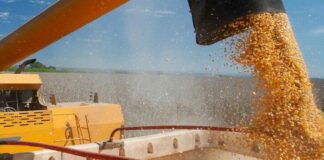 Тіньова кукурудза йшла через Одеський порт: БЕБ зірвало схему на сотні мільйонів, — ФОТО, ВІДЕО