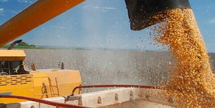 Тіньова кукурудза йшла через Одеський порт: БЕБ зірвало схему на сотні мільйонів, — ФОТО, ВІДЕО