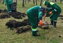 В Одесі за тиждень висаджено 39 молодих дерев, — ФОТО