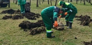 В Одесі за тиждень висаджено 39 молодих дерев, — ФОТО
