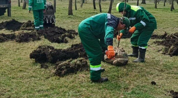 В Одесі за тиждень висаджено 39 молодих дерев, — ФОТО