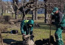 В Одесі у сквер Книповича висаджено ще 43 дерева, — ФОТО