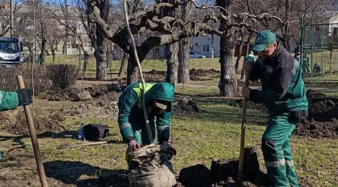 В Одесі у сквер Книповича висаджено ще 43 дерева, — ФОТО