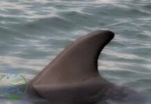 У Чорному морі на Одещині помітили перших дельфінів, — ФОТО