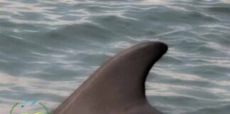 У Чорному морі на Одещині помітили перших дельфінів, — ФОТО