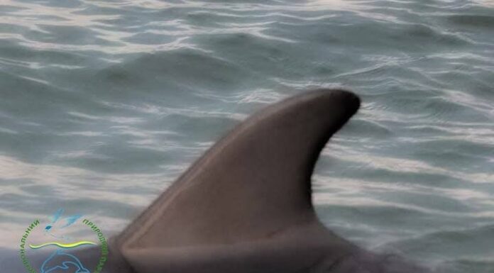 У Чорному морі на Одещині помітили перших дельфінів, — ФОТО