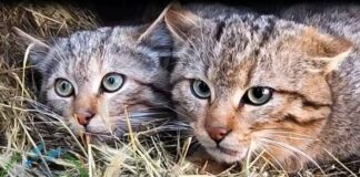 Нацпарк “Тузлівські лимани” випустив на волю п’ятьох лісових хижаків, — ФОТО