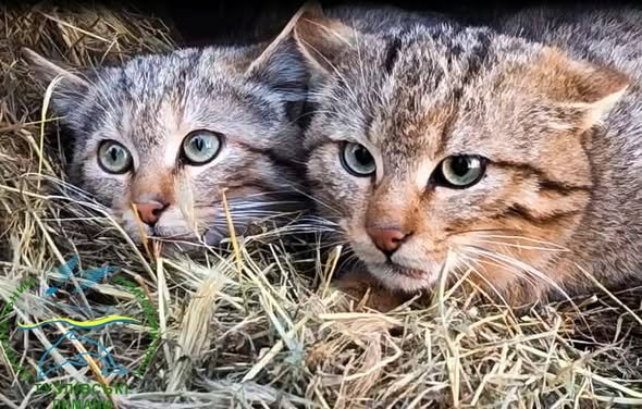 Нацпарк “Тузлівські лимани” випустив на волю п’ятьох лісових хижаків, — ФОТО