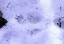 В Одеській області помітили сліди рідкісного червонокнижного хижака, — ФОТО