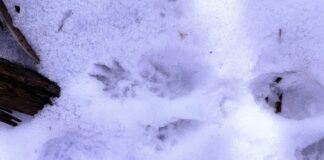 В Одеській області помітили сліди рідкісного червонокнижного хижака, — ФОТО