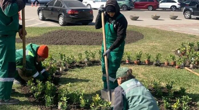 Одесу масово озеленюють: тисячі нових кущів висадили у центрі міста, — ФОТО