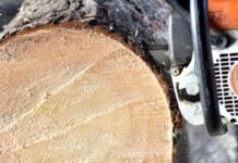 Мінус два дерева: в Одесі чоловік заплатив за шкоду природі