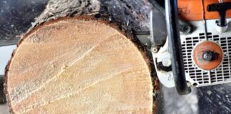 Мінус два дерева: в Одесі чоловік заплатив за шкоду природі