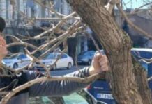 Українець із Німеччини безплатно взявся за дерева в Одесі, — ФОТО