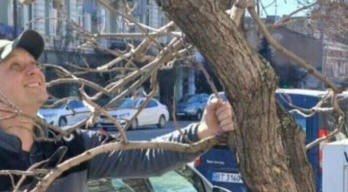 Українець із Німеччини безплатно взявся за дерева в Одесі, — ФОТО