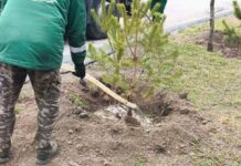 Тисячу нових сосен на узбережжі Одеси почали підживлювати для кращого вкорінення