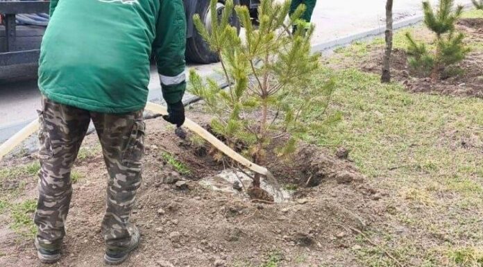Тисячу нових сосен на узбережжі Одеси почали підживлювати для кращого вкорінення