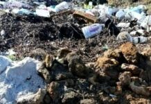 На Одещині прибрали три стихійні сміттєзвалища після втручання екоінспекції