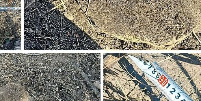 Масова вирубка під Одесою: знищено десятки дерев